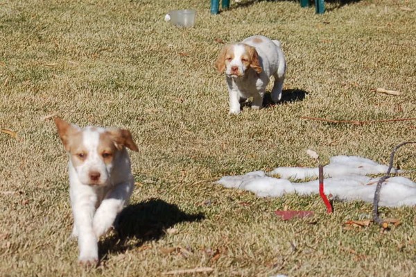 6 Week Old Brittany Puppies Running