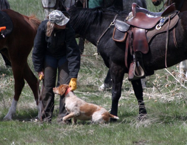 AKC Field Trial - Luke at the break-away