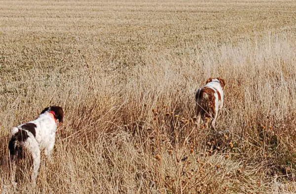 Annie Buster Pointing Pheasants