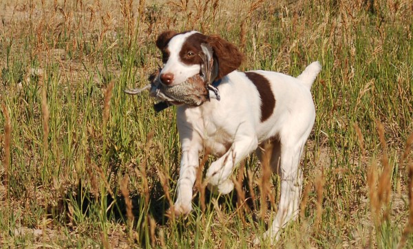 Annies First Quail Retrieve