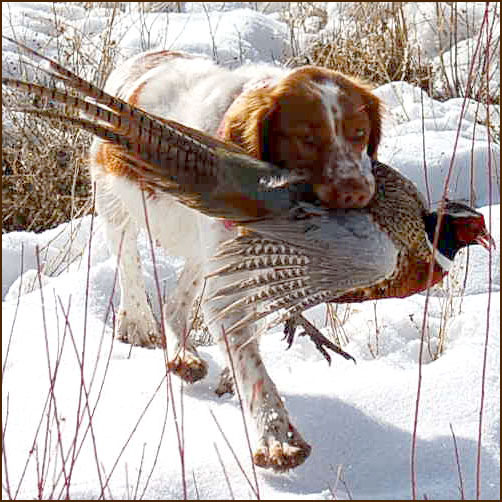 Annie Pheasant Retrieve