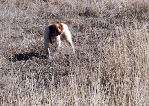 Annie Pointing Pheasant 2009