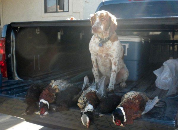 Bellas First Pheasant Hunt