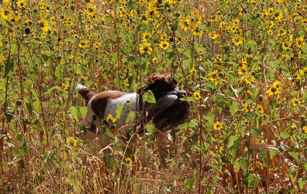 Buster Rooster Pheasant Retrieve