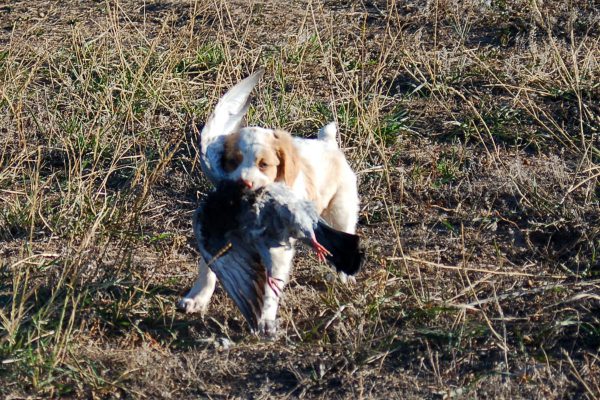 Cody Retrieves Pigeon