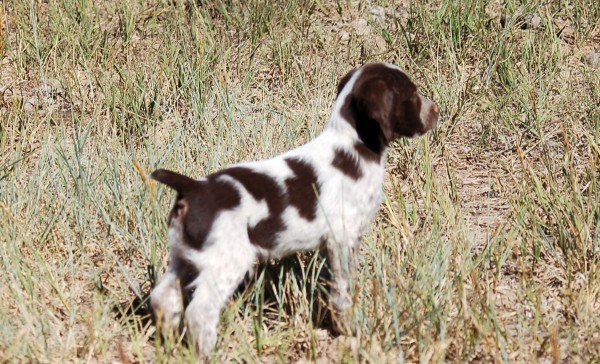 roan brittany spaniel puppies for sale
