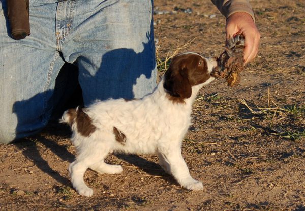 Hunter Bird Intro Quail