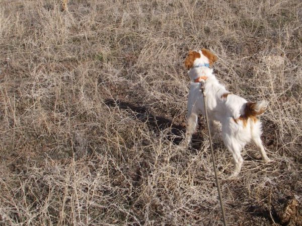 Lizzy Pointing Chukar 8 months