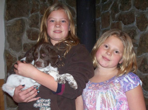 Liver and White Female Brittany Puppy