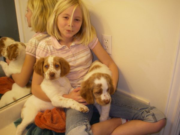 Brittany Puppy Baths 9.5 weeks