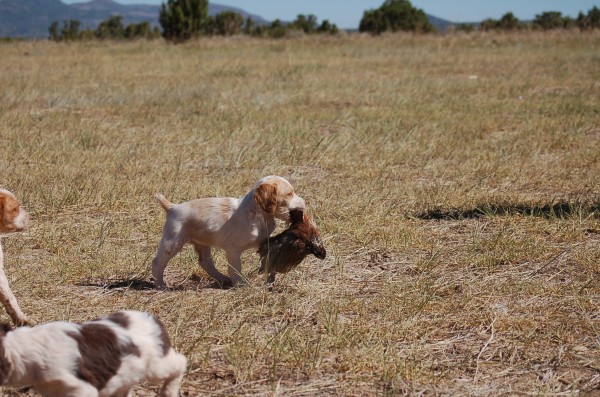 Brittany Puppy Bobwhite Quail Intro