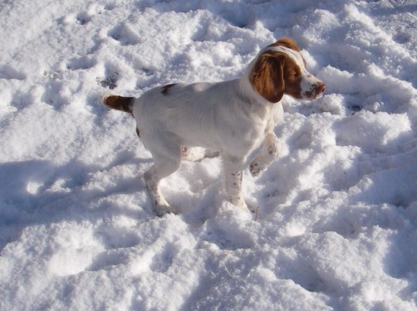 Wing on a string method for training pointing dogs