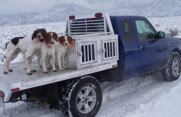 Snowy Day Dog Runnning