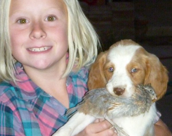 Orange Female Brittany Retrieving Quail